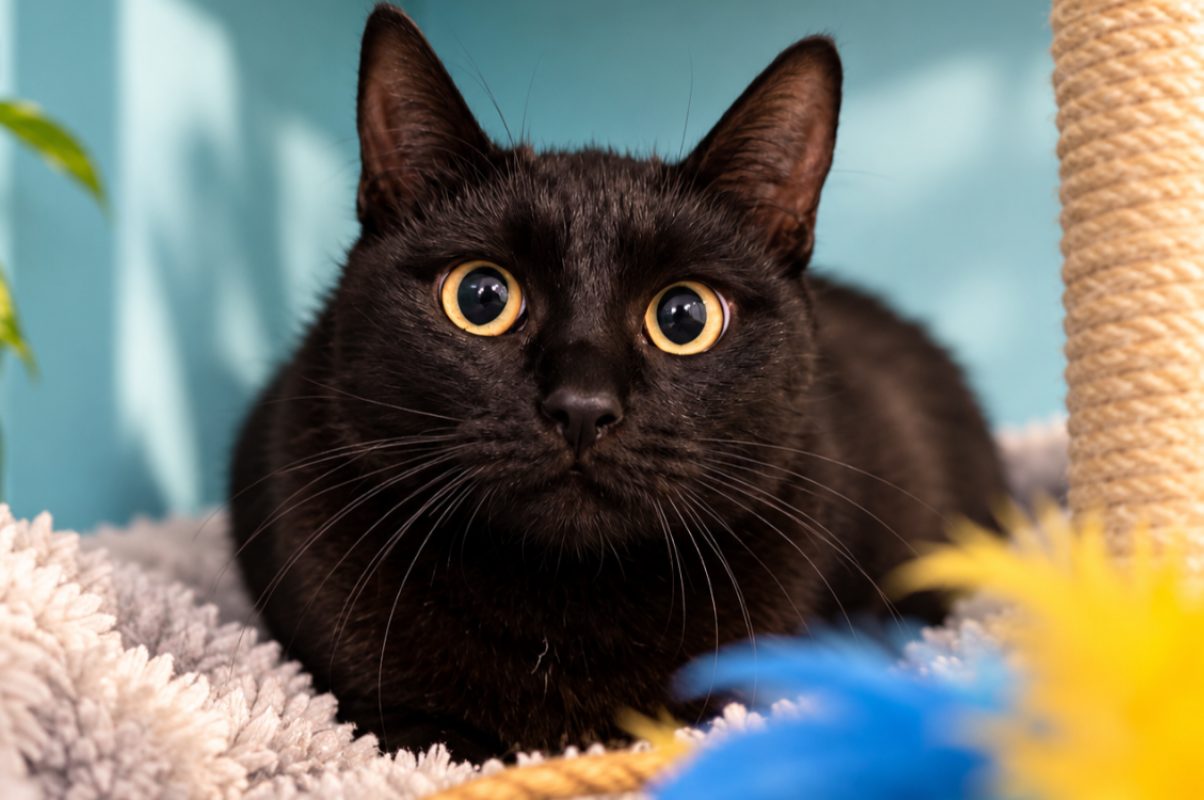 Kissie - Chat Européen à adopter