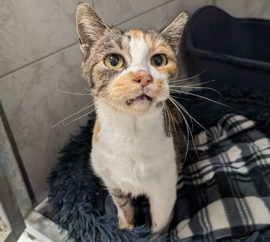Panda - Chat Européen à adopter