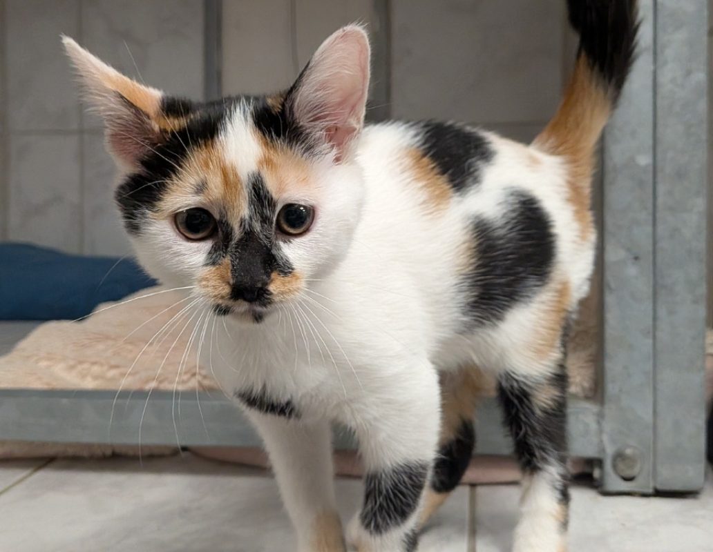 Andrea - Chat Européen à adopter
