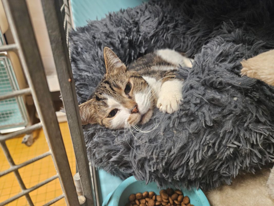 Naya - Chat Européen à adopter