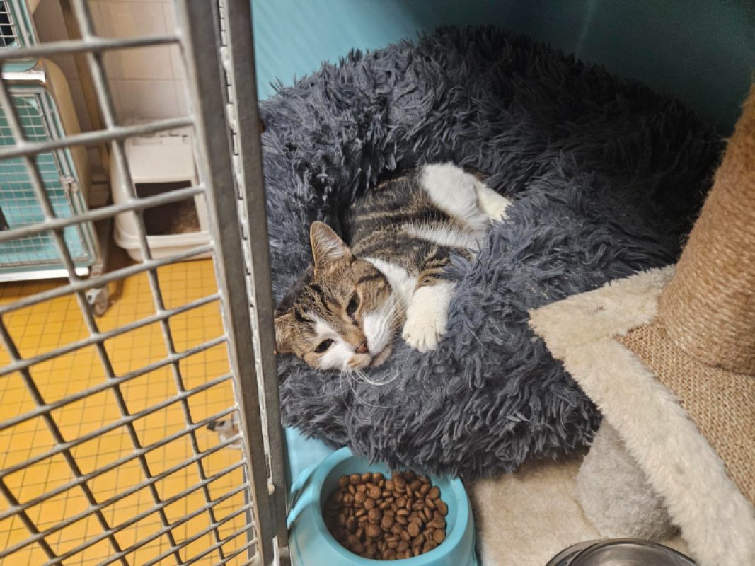 Naya - Chat Européen à adopter - photo 2