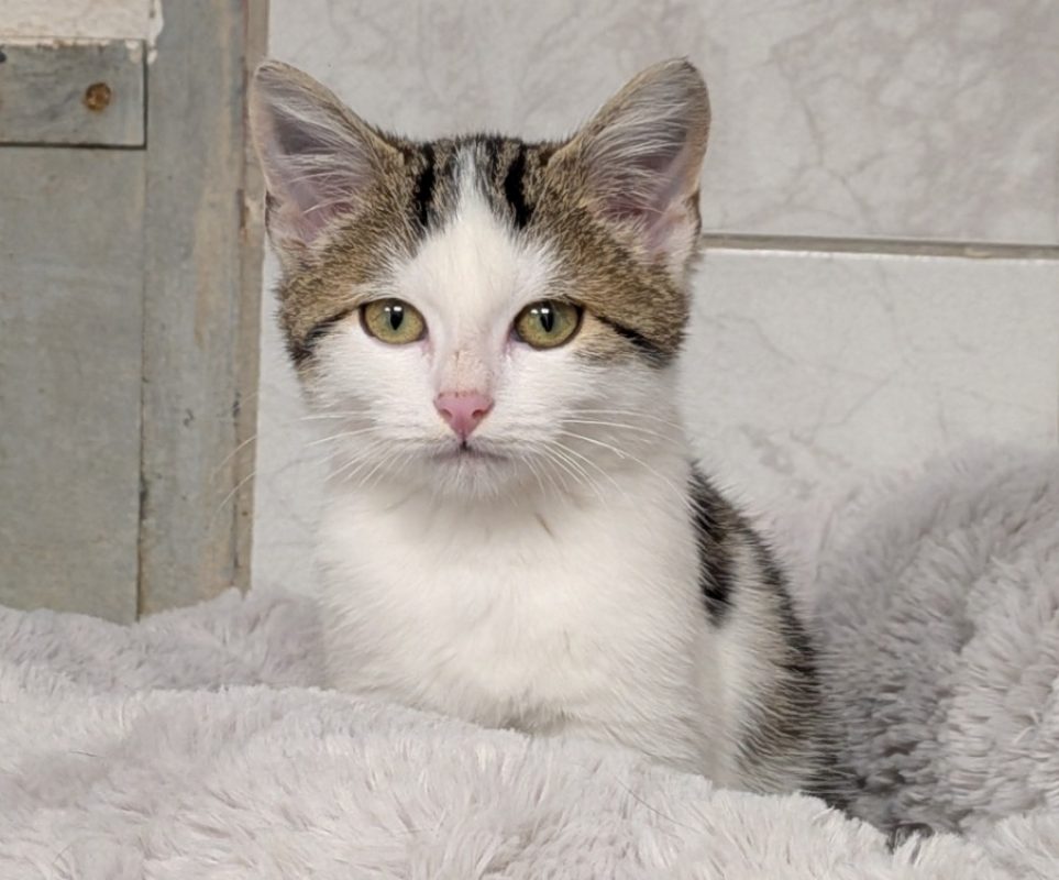 Wistiti - Chat Européen à adopter