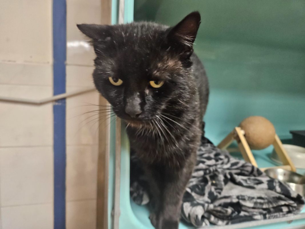 Moutier - Chat Européen à adopter