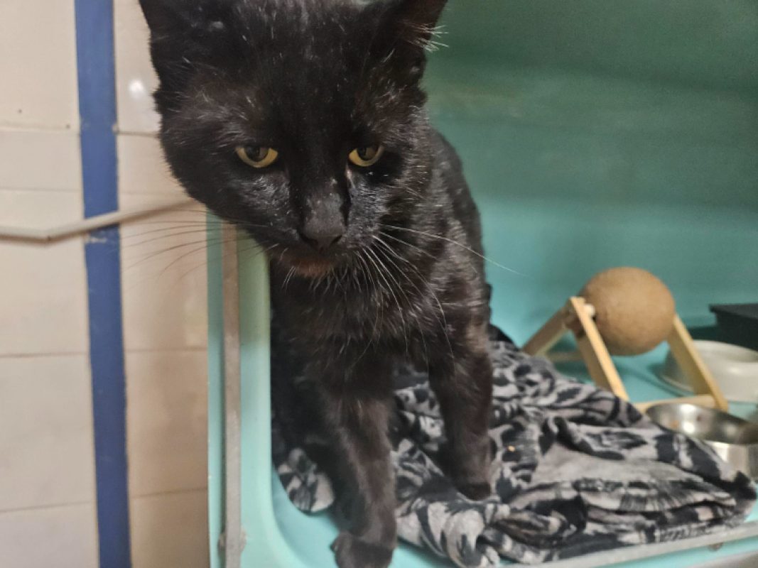 Moutier - Chat Européen à adopter - photo 2