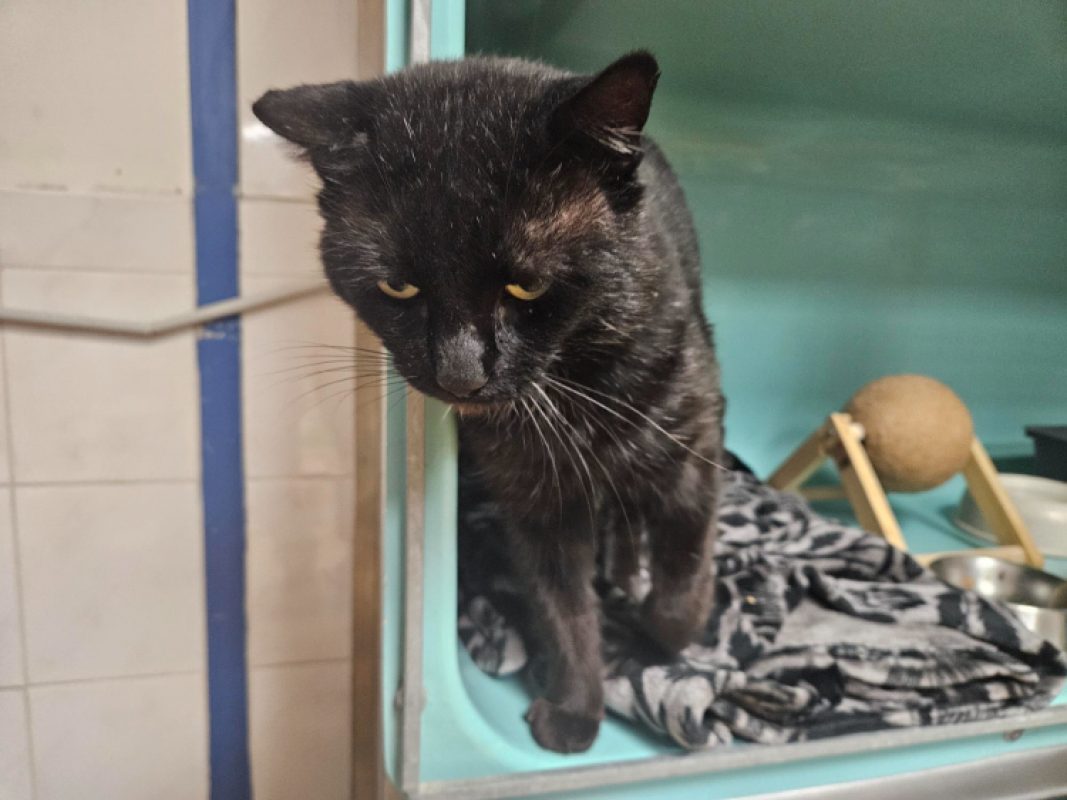 Moutier - Chat Européen à adopter - photo 3