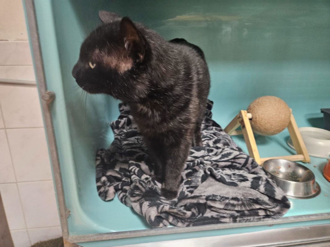 Moutier - Chat Européen à adopter - photo 4