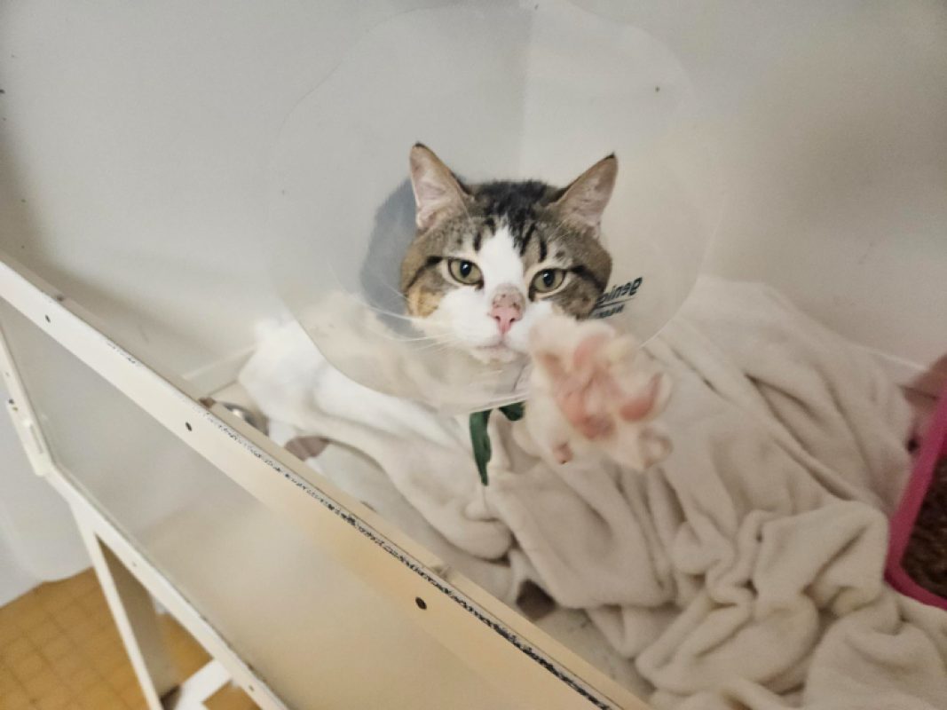 Stormy - Chat Européen à adopter