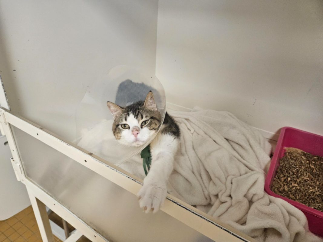 Stormy - Chat Européen à adopter - photo 2
