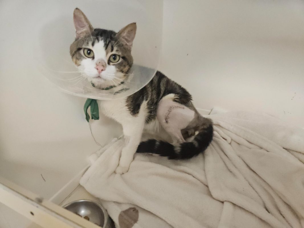 Stormy - Chat Européen à adopter - photo 3