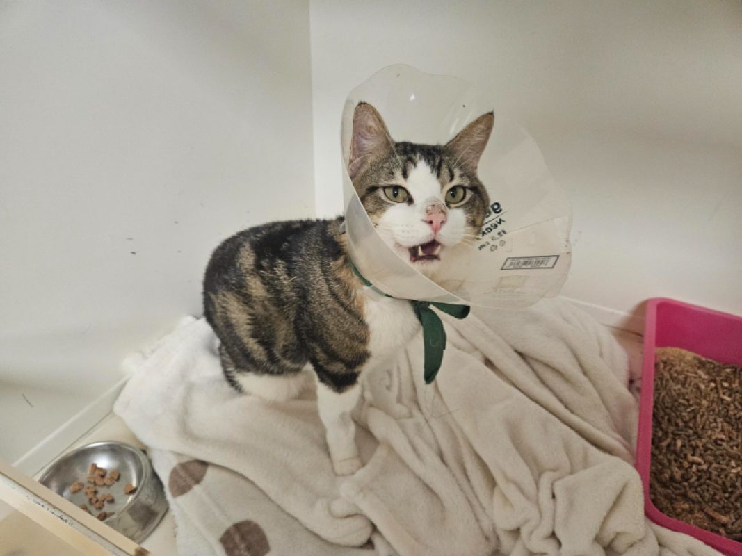 Stormy - Chat Européen à adopter - photo 4
