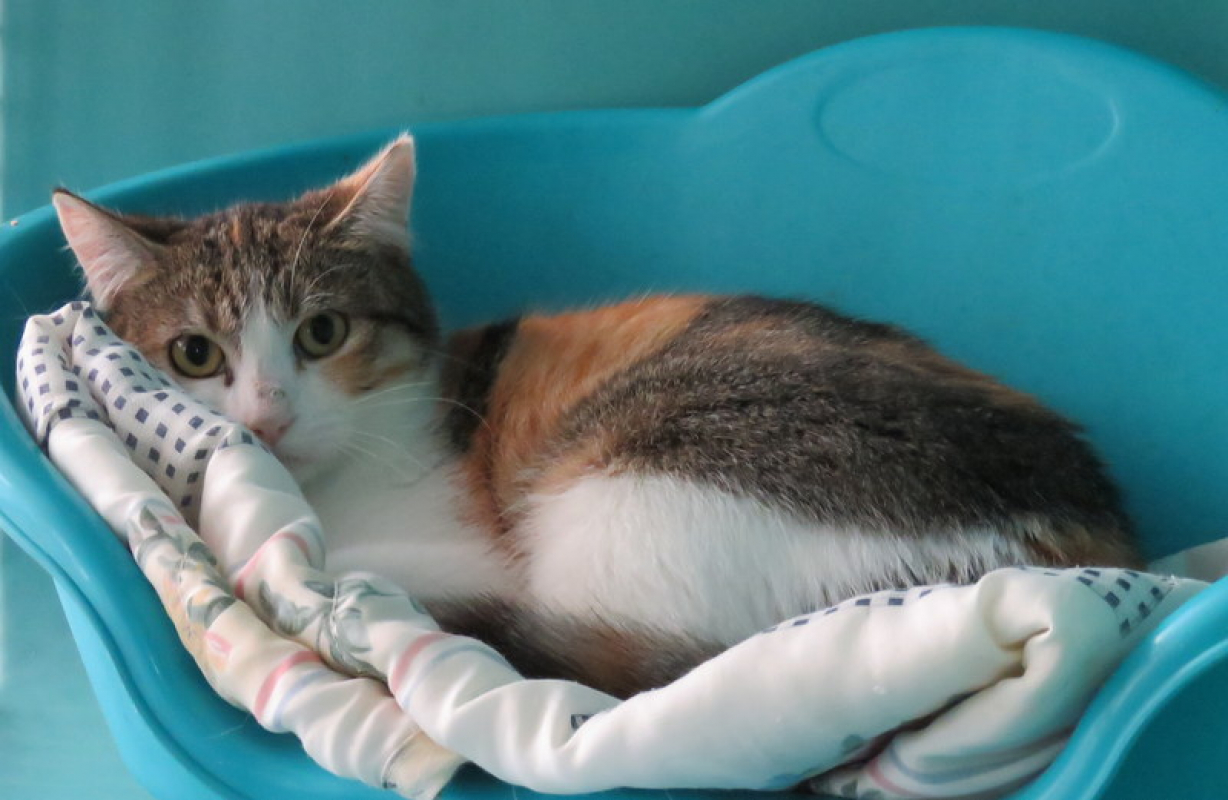 Photo #2 de Floralie