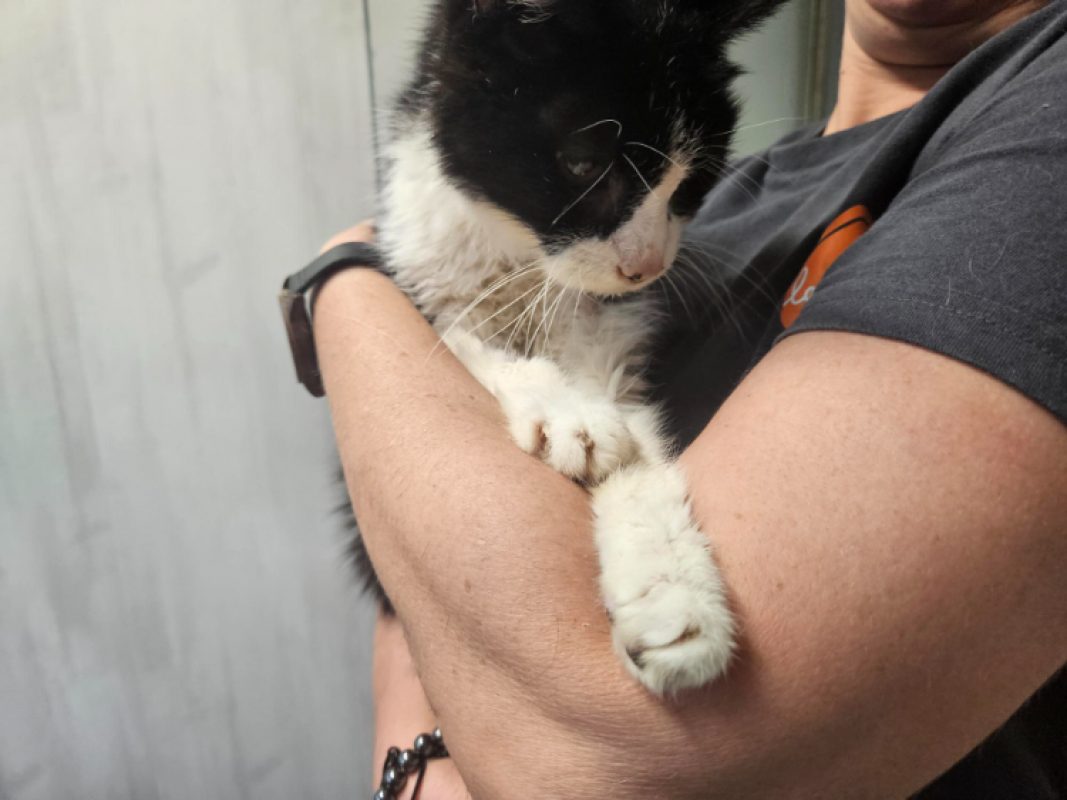 Marin - Chat Européen à adopter