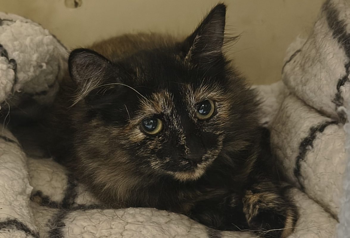 Daisy - Chat Européen à adopter