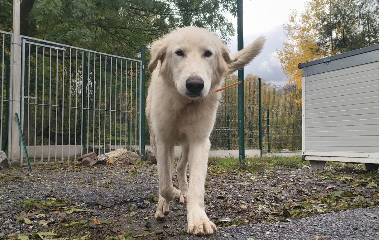 Benji - Chien Chien de montagne des Pyrénées à adopter