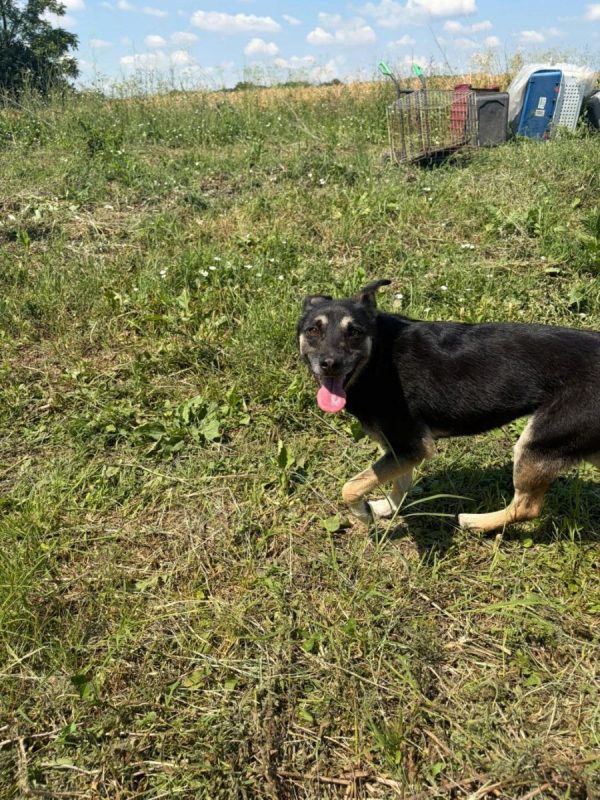 Diana - Chien à adopter - photo 9