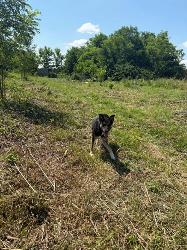 Diana - Chien à adopter - photo 5