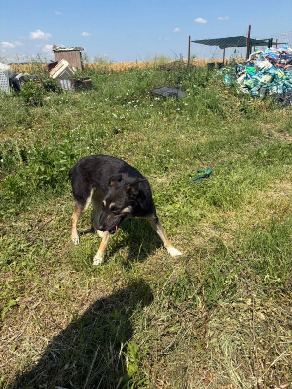 Diana - Chien à adopter - photo 7