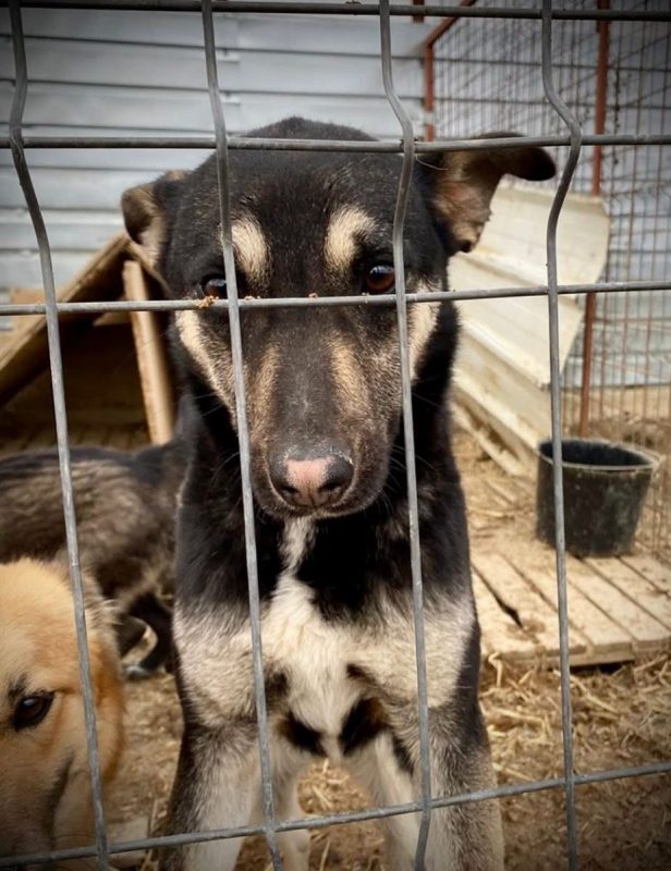 Diana - Chien à adopter