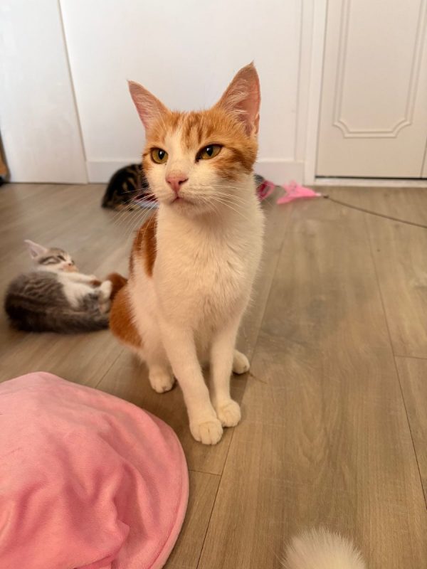 Betty - Chat Européen à adopter