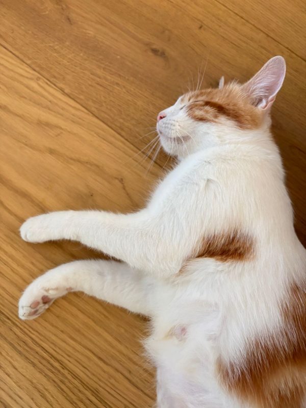 Betty - Chat Européen à adopter - photo 2