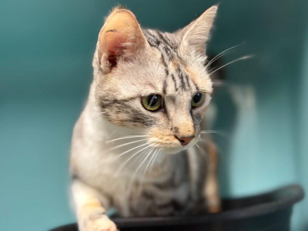 Farah - Chat Européen à adopter