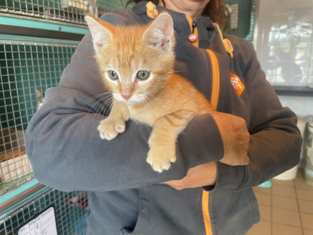Miel - Chat Européen à adopter