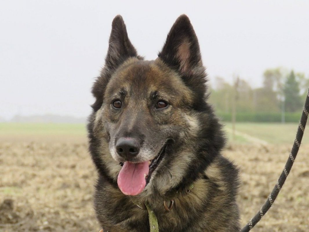 Phoebe - Chien Berger à adopter