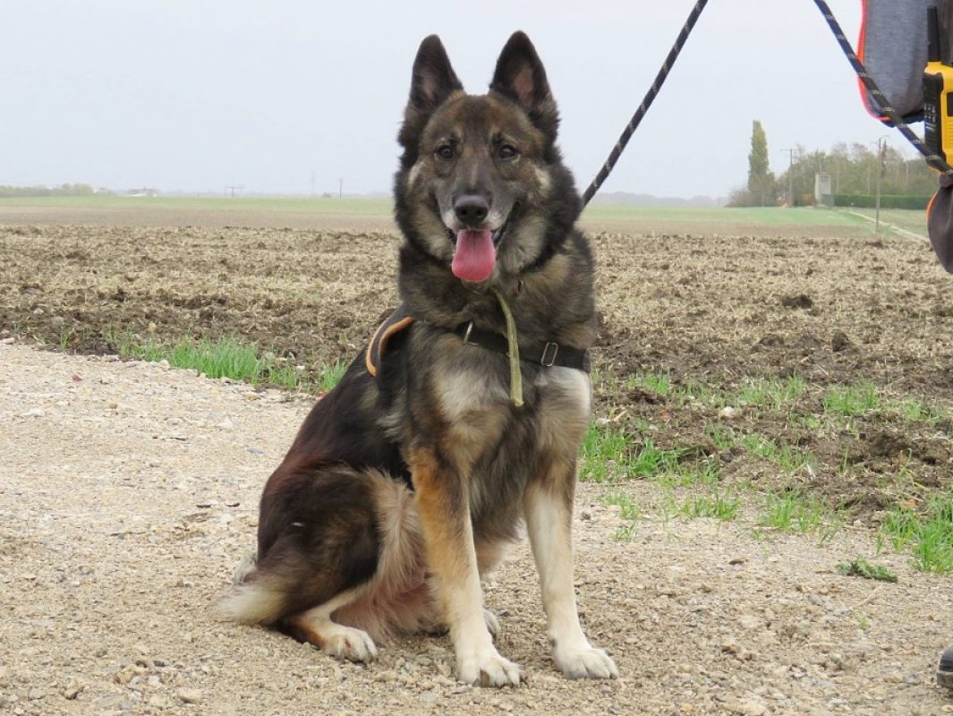Phoebe - Chien Berger à adopter - photo 2
