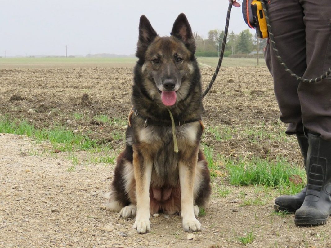 Phoebe - Chien Berger à adopter - photo 3