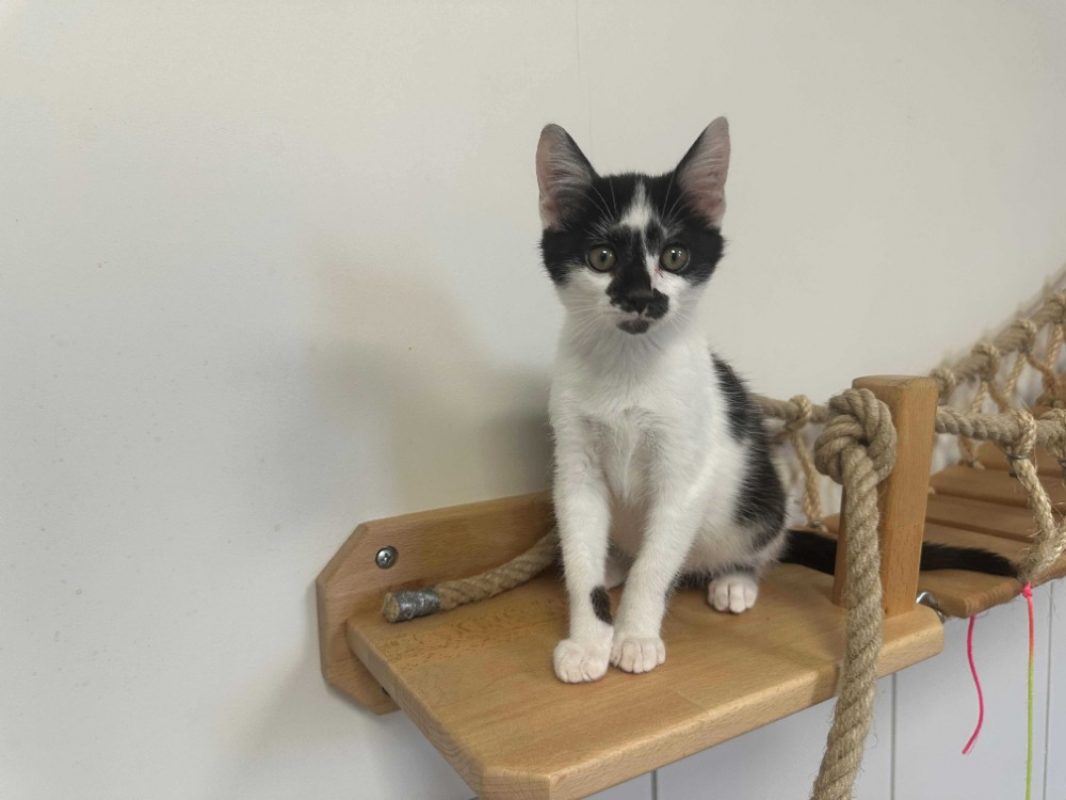 Basil - Chat Européen à adopter