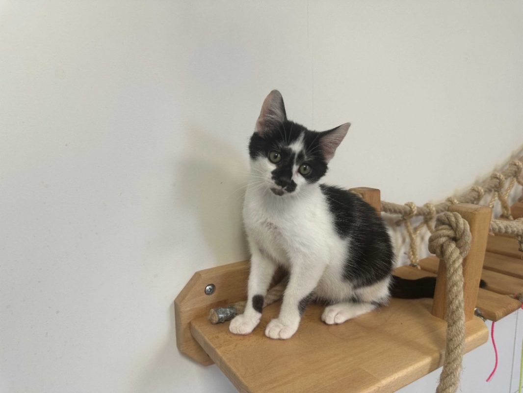 Basil - Chat Européen à adopter - photo 2