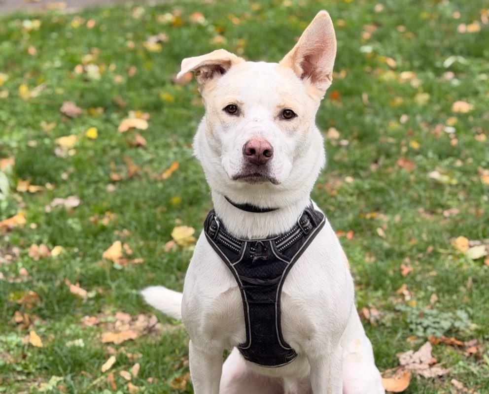 Riley - Chien Berger à adopter