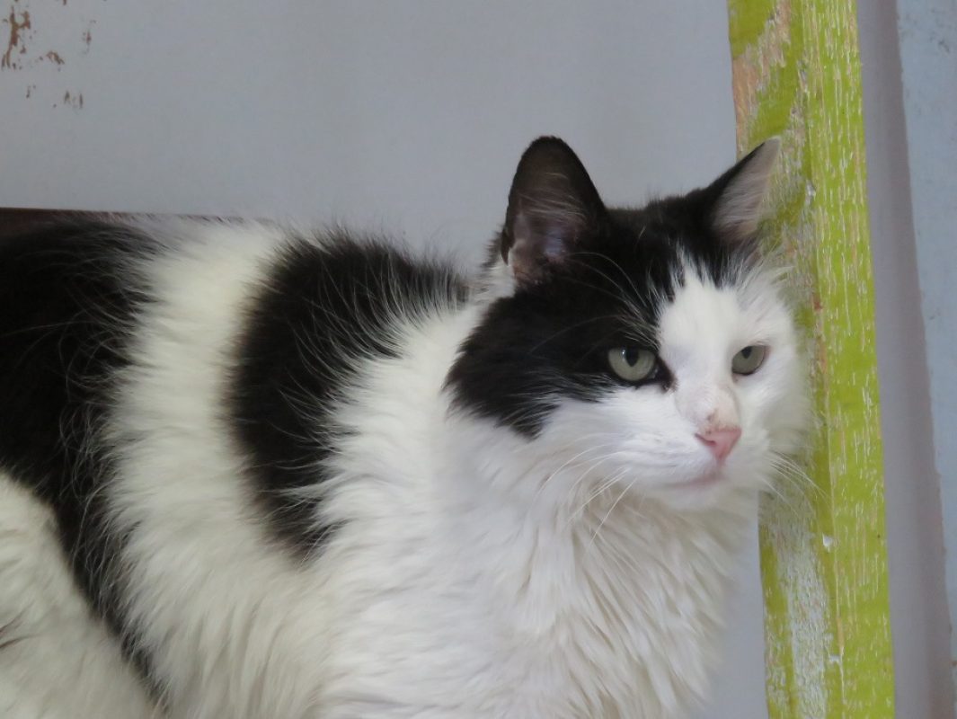 Malaga - Chat Européen à adopter