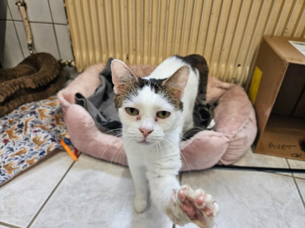 Cacahuete - Chat Européen à adopter