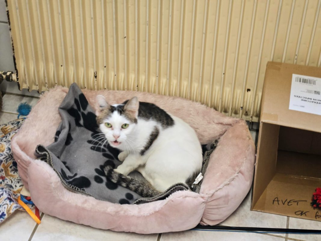 Cacahuete - Chat Européen à adopter - photo 2