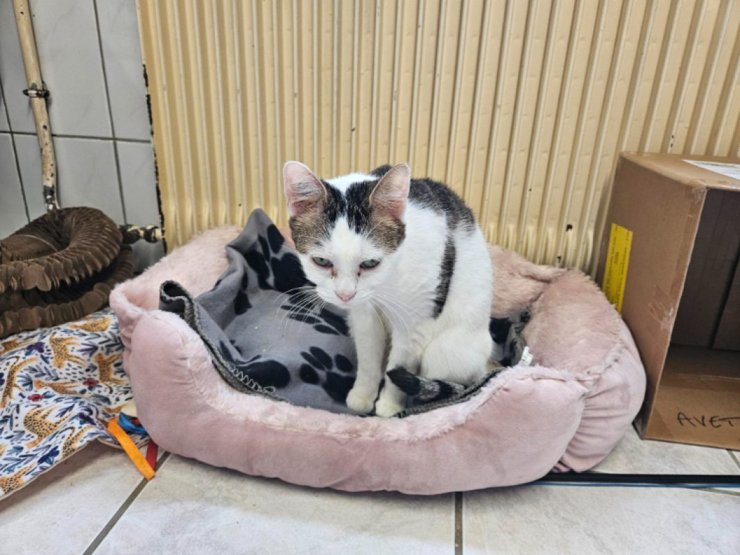 Cacahuete - Chat Européen à adopter - photo 3