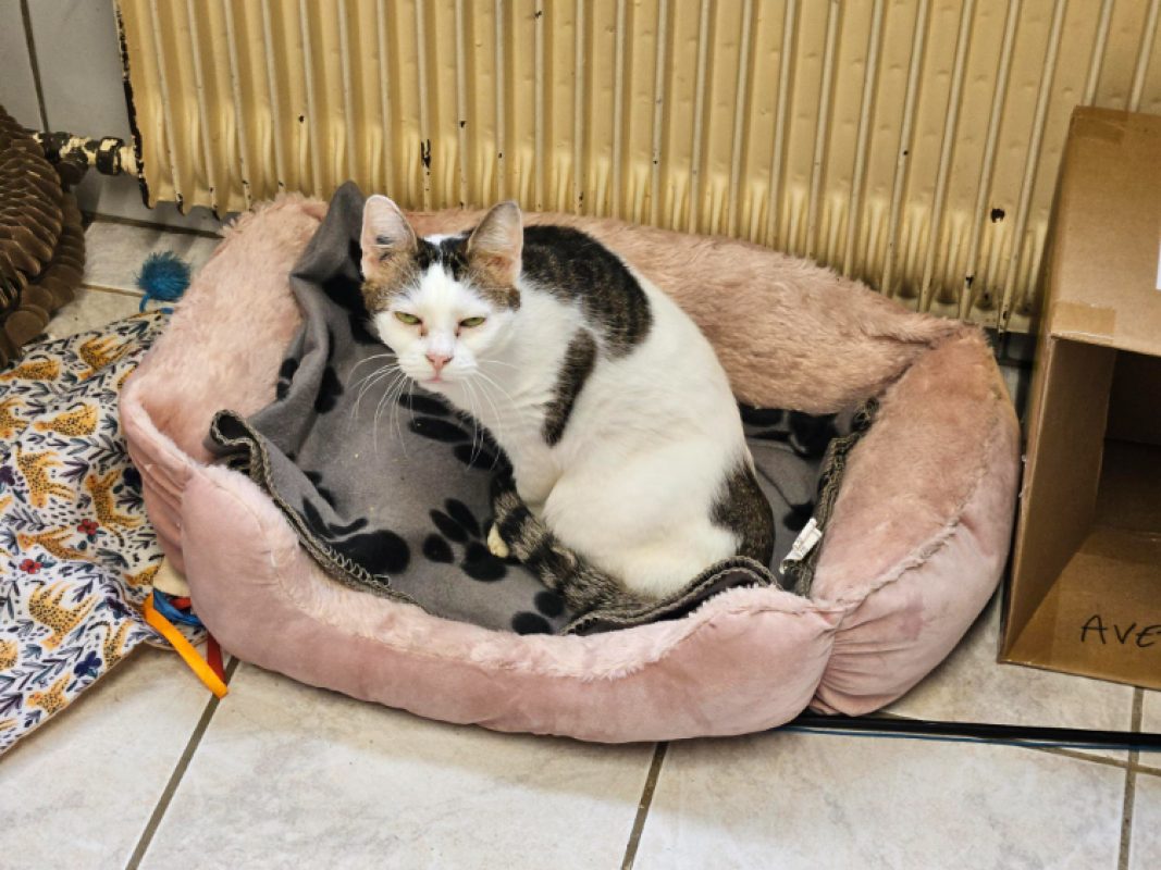 Cacahuete - Chat Européen à adopter - photo 4