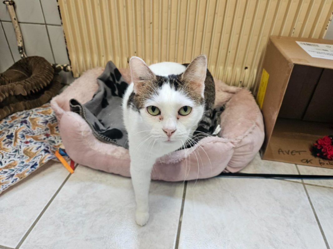 Cacahuete - Chat Européen à adopter - photo 5