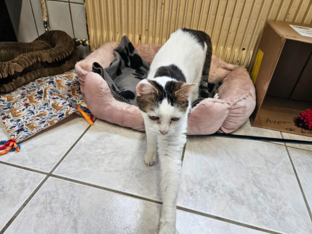 Cacahuete - Chat Européen à adopter - photo 6