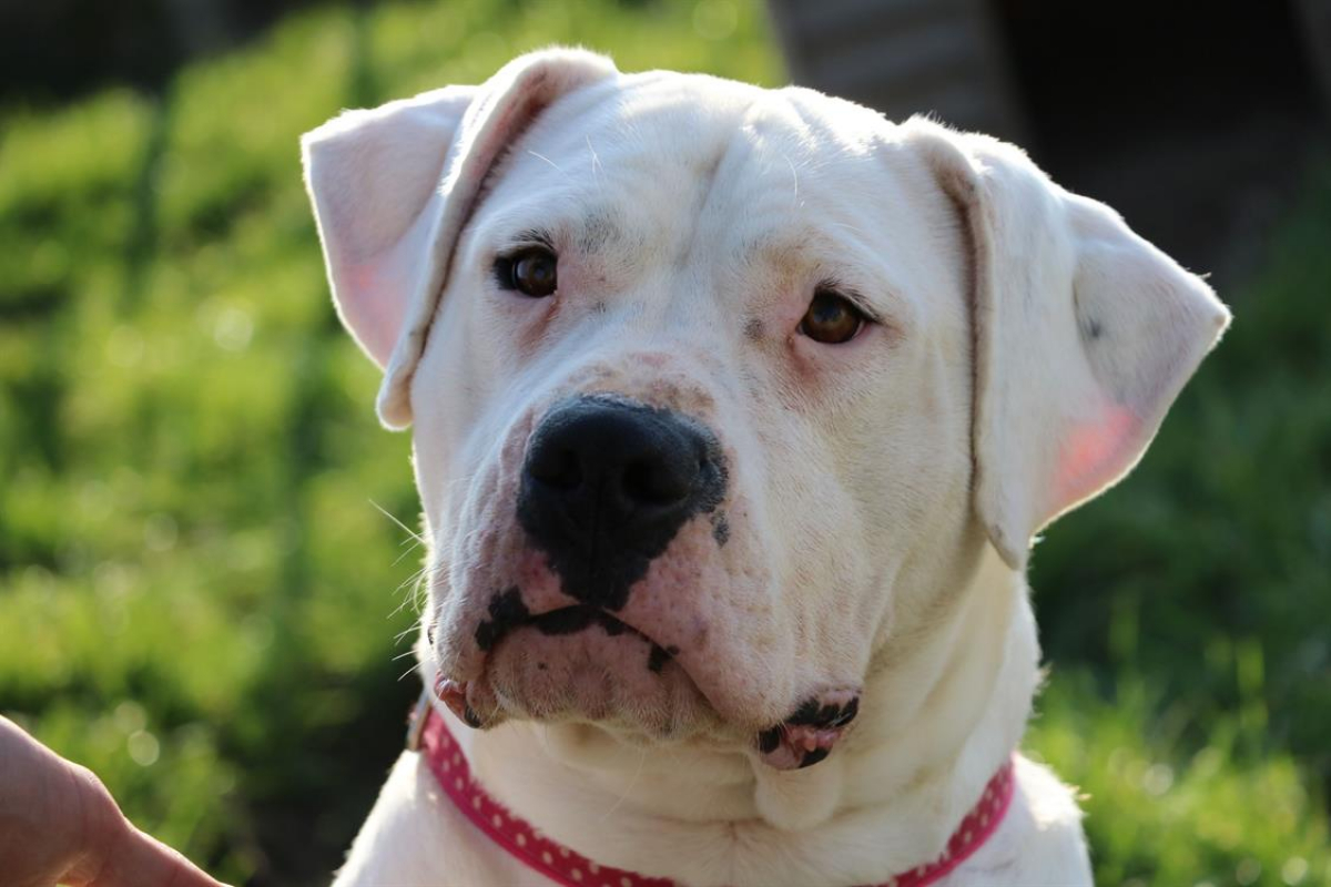 Nikita - Chien Dogue Argentin à adopter - photo 3