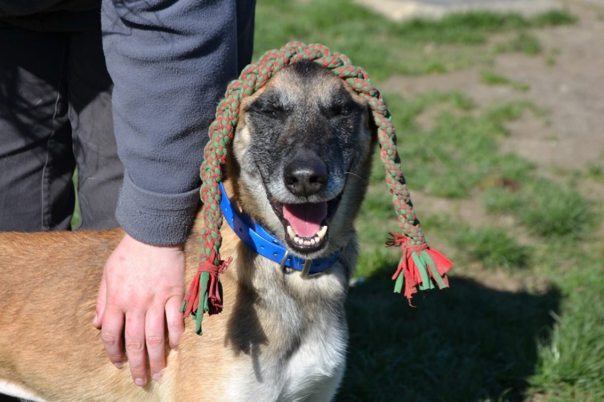 Pepita - Chien Berger Belge Malinois à adopter - photo 3