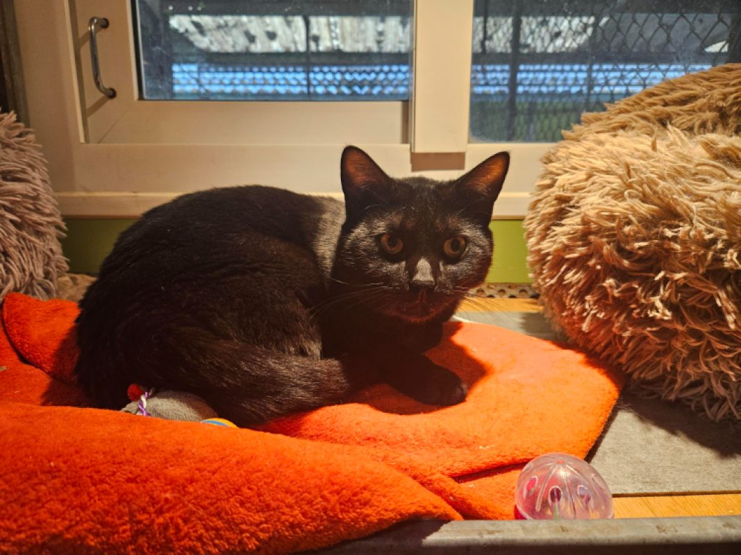 Kiki - Chat Européen à adopter