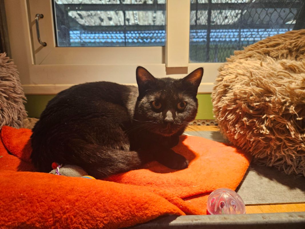Kiki - Chat Européen à adopter - photo 2