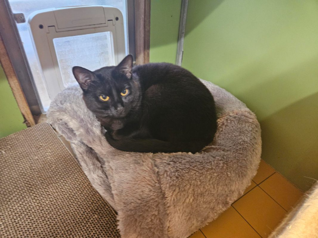 Smokey - Chat Européen à adopter