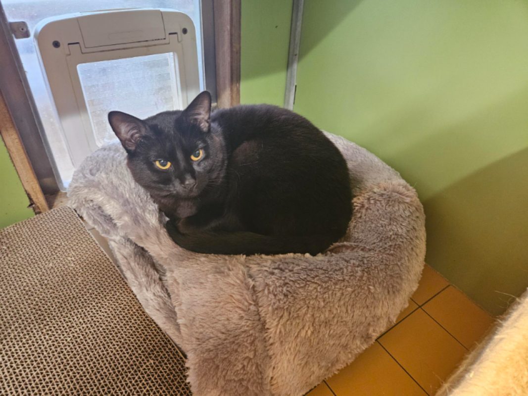 Smokey - Chat Européen à adopter - photo 2
