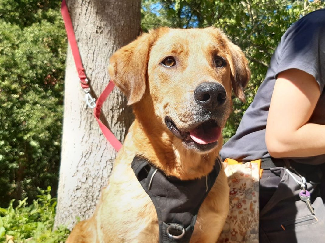 Panama - Chien à adopter