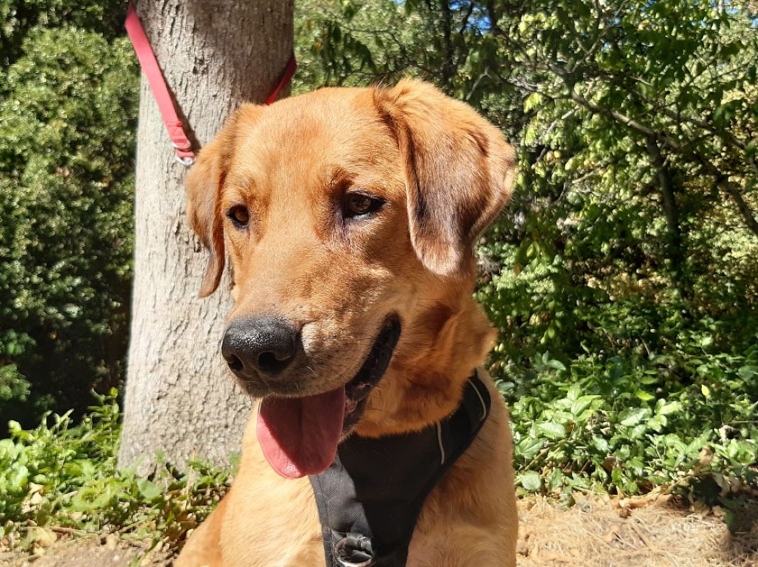 Panama - Chien à adopter - photo 2