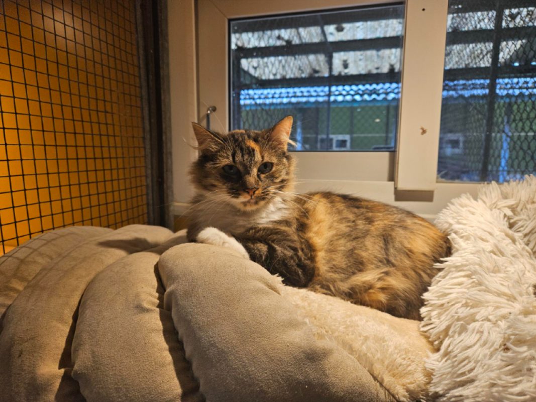 Minette - Chat Européen à adopter