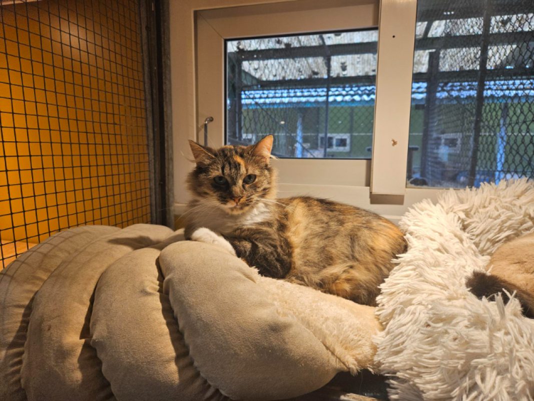 Minette - Chat Européen à adopter - photo 2