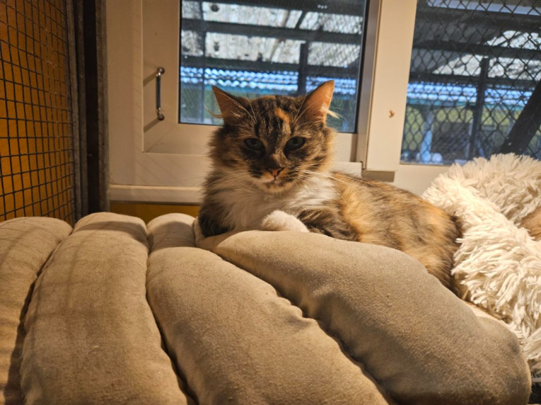 Minette - Chat Européen à adopter - photo 3